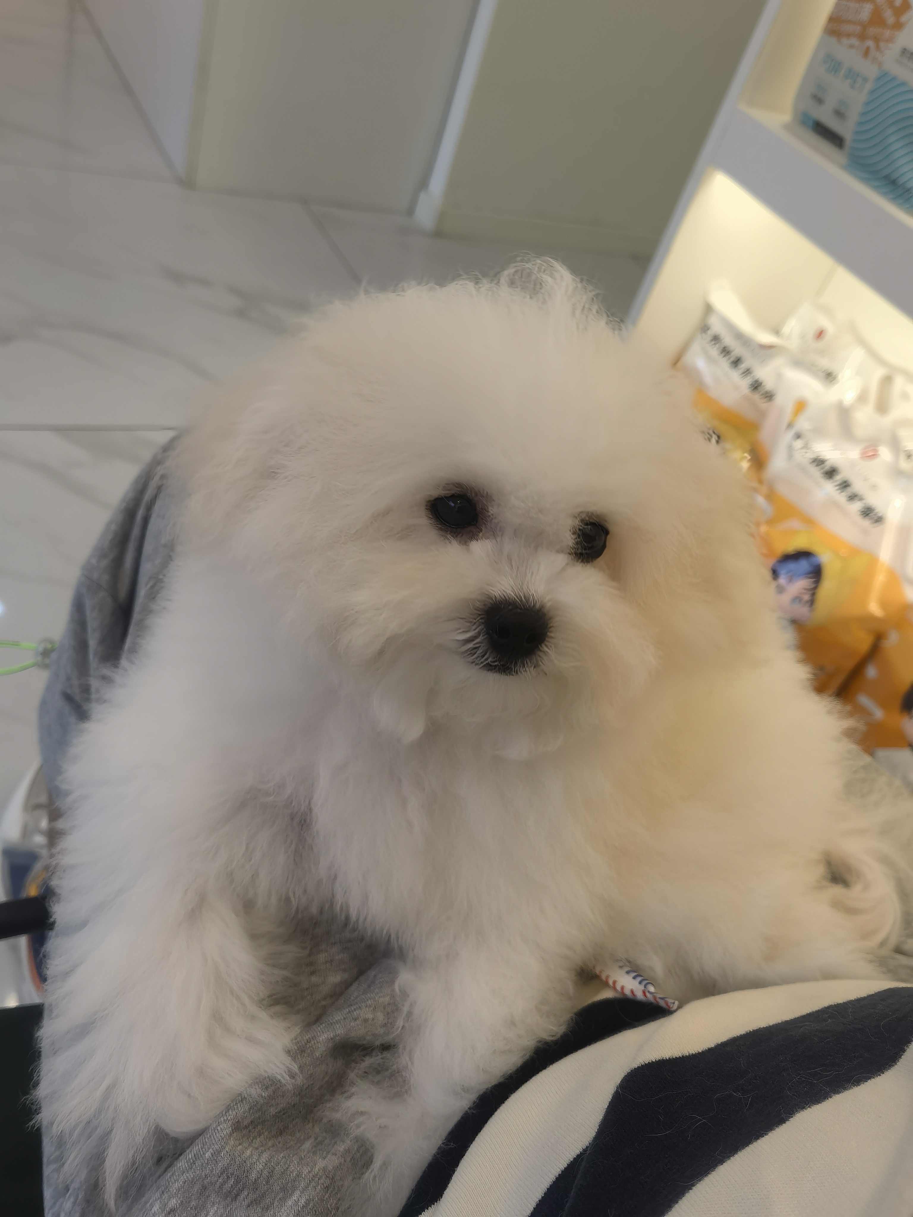 小体泰迪熊  坐标沈阳新南站